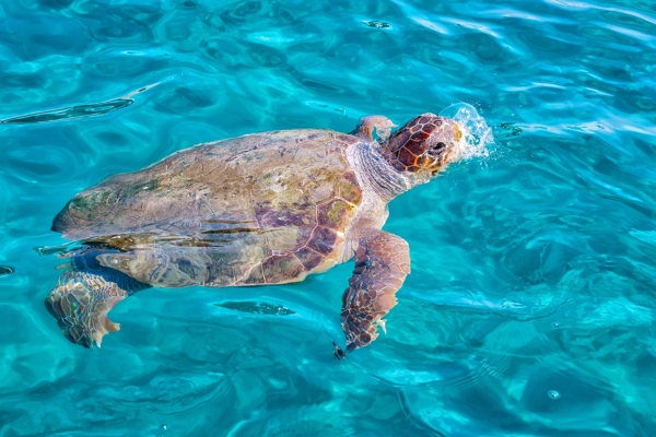 Tours in Zakynthos - Bootsausflug in kleiner Gruppe zu den Höhlen von Keri, Marathonisi und Misithrastrand mit Transfer und Mittagessen 